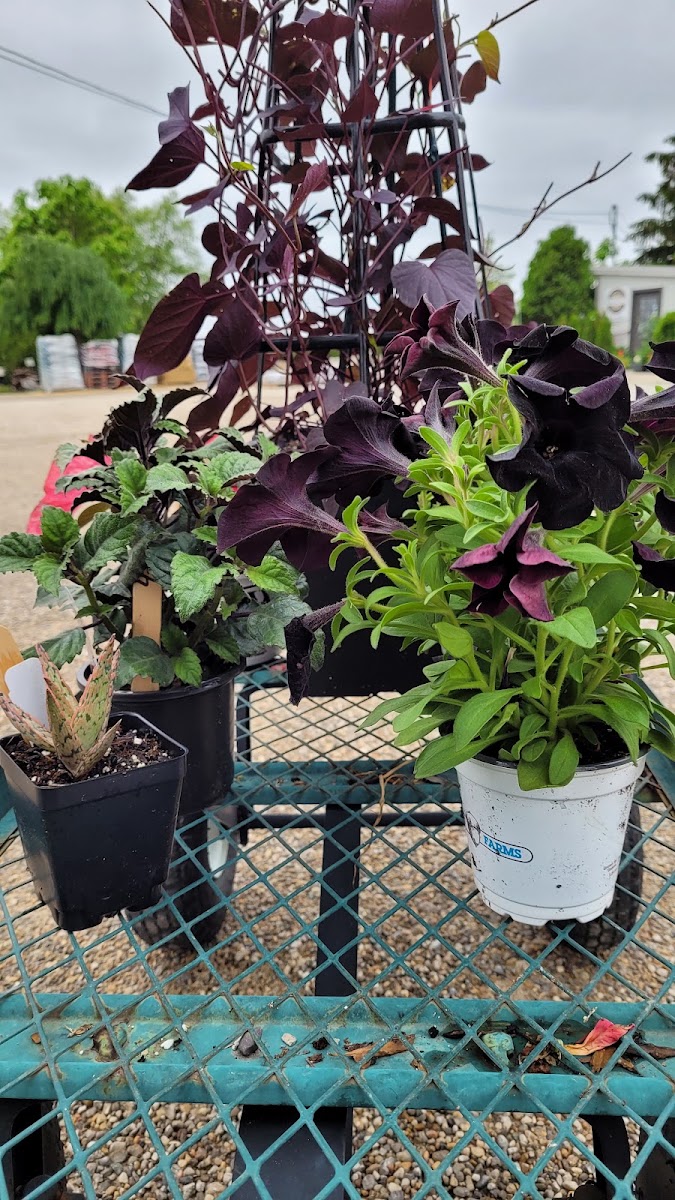 Scott's Garden Center